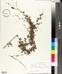 Lespedeza repens image