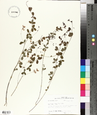 Lespedeza repens image