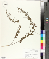 Lespedeza repens image