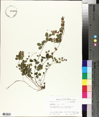 Lespedeza repens image