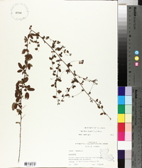 Lespedeza repens image