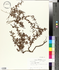 Lespedeza repens image