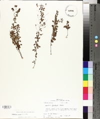 Lespedeza repens image