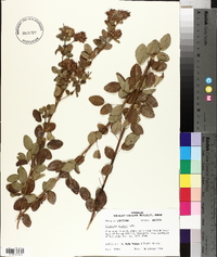 Lespedeza stuevei image