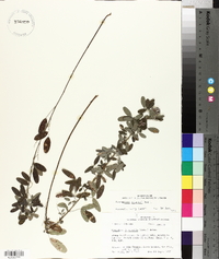 Lespedeza stuevei image