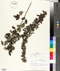 Lespedeza stuevei image