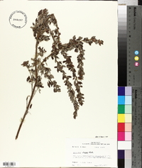 Lespedeza stuevei image