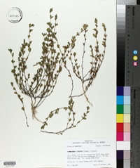 Kummerowia striata image