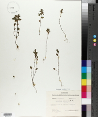 Lespedeza stipulacea image