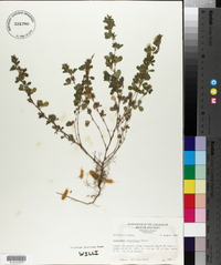 Lespedeza stipulacea image