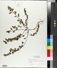 Lespedeza stipulacea image