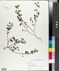 Lespedeza stipulacea image