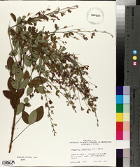 Lespedeza thunbergii image