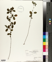 Lespedeza violacea image