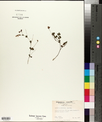 Lespedeza violacea image