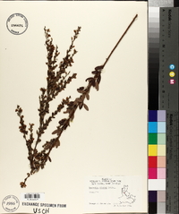 Lespedeza stuevei image