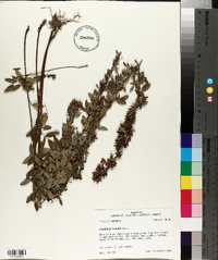 Lespedeza stuevei image