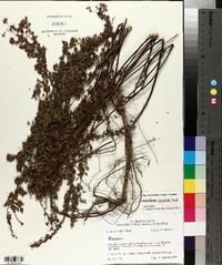 Lespedeza stuevei image