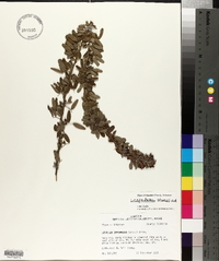 Lespedeza stuevei image