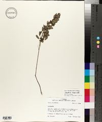 Lespedeza stuevei image