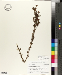 Lespedeza stuevei image