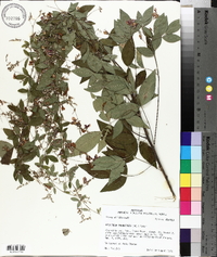 Lespedeza thunbergii image