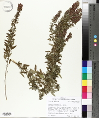 Lespedeza virginica image