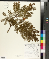 Leucaena leucocephala image