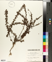 Lespedeza cuneata image