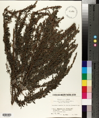 Lespedeza cuneata image