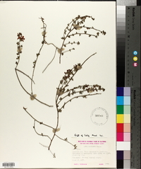 Lotus benthamii image