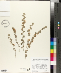 Lotus argophyllus image