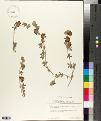 Lotus argophyllus image