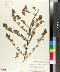 Lotus argophyllus image