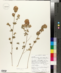 Lotus argophyllus image