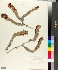 Lotus argophyllus image