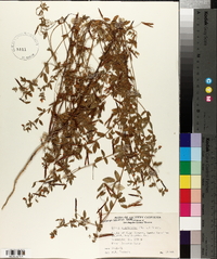 Lotus unifoliolatus var. unifoliolatus image
