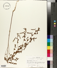 Lotus unifoliolatus var. unifoliolatus image