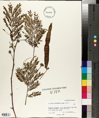 Leucaena leucocephala image