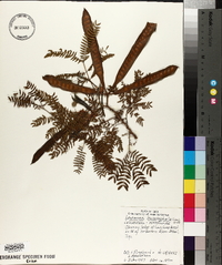 Leucaena leucocephala image