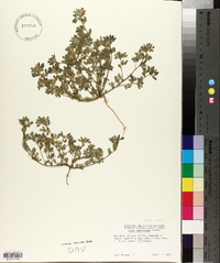 Acmispon brachycarpus image