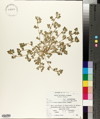 Acmispon brachycarpus image