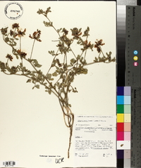 Lotus grandiflorus image