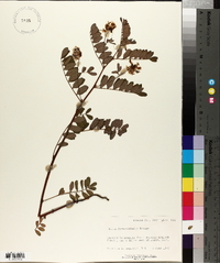 Lotus formosissimus image
