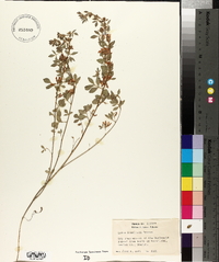 Lotus douglasii image