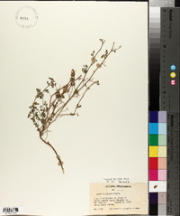 Lotus douglasii image