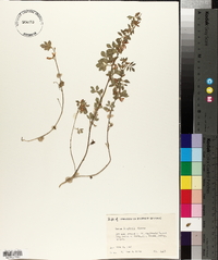 Lotus douglasii image