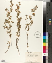 Lotus douglasii image