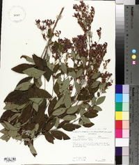 Lespedeza bicolor image