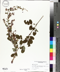 Lespedeza bicolor image